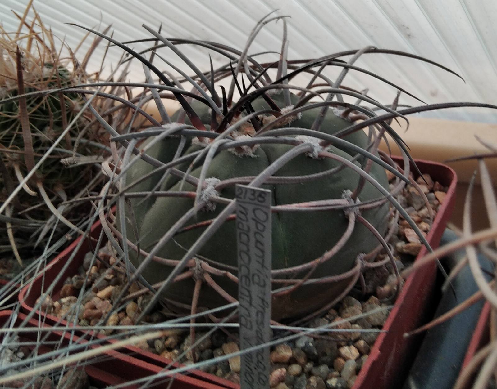 Gymnocalycium cardenasianum-armatum -cube-8cm-
