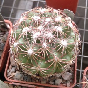 Coryphantha palmeri -MG- cube-5cm-