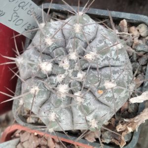Gymnocalycium striglianum v. aeneum STO1380- cube-5cm-