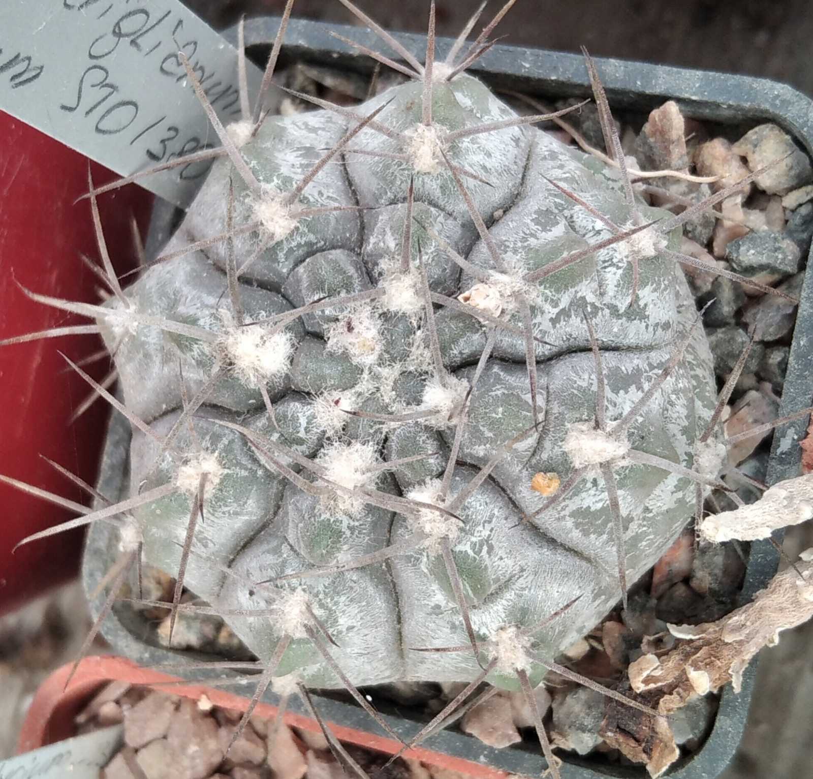 Gymnocalycium striglianum v. aeneum STO1380- cube-5cm-