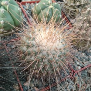 Mammillaria  parkinsonii - cube-8cm-