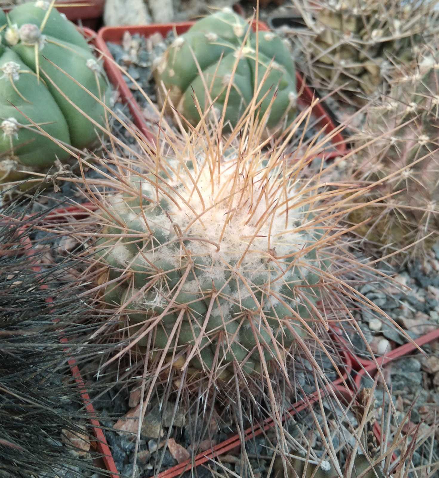 Mammillaria parkinsonii - cube-8cm-