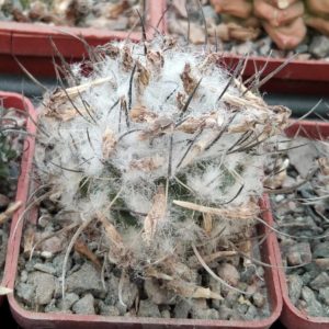 Turbinicarpus hybride-