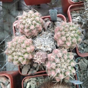 Gymnocalycium vatteri JPR105/252 -cube-6cm-