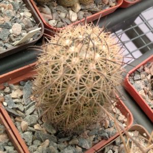 Echinomastus durangensis v. mapimiensis -cube-6cm-