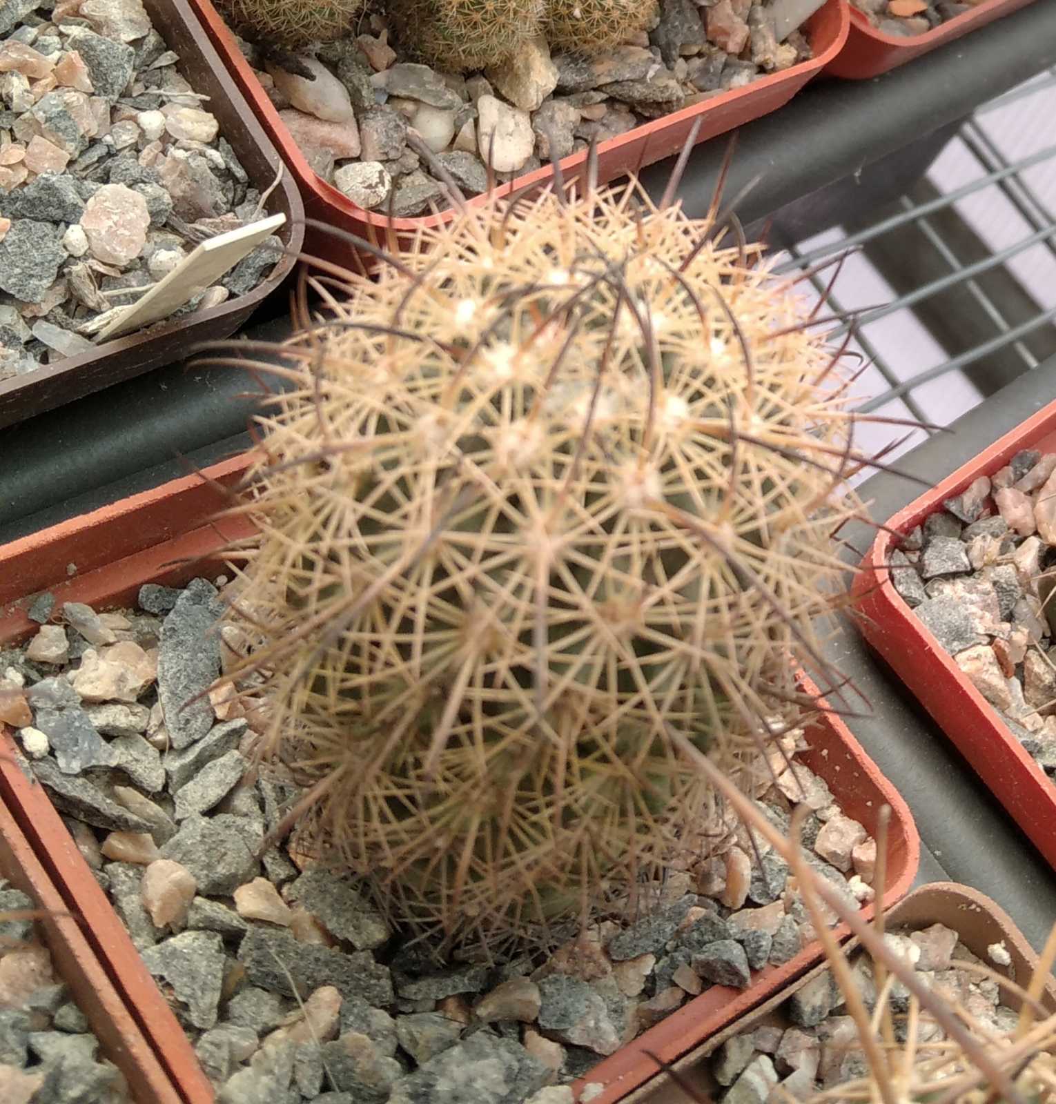 Echinomastus durangensis v. mapimiensis -cube-6cm-