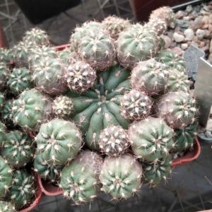 Matucana polzii -cube-7cm-