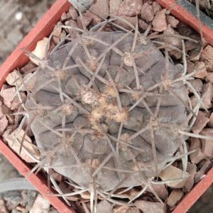 Gymnocalycium riojense v. pipanacoense LB1265