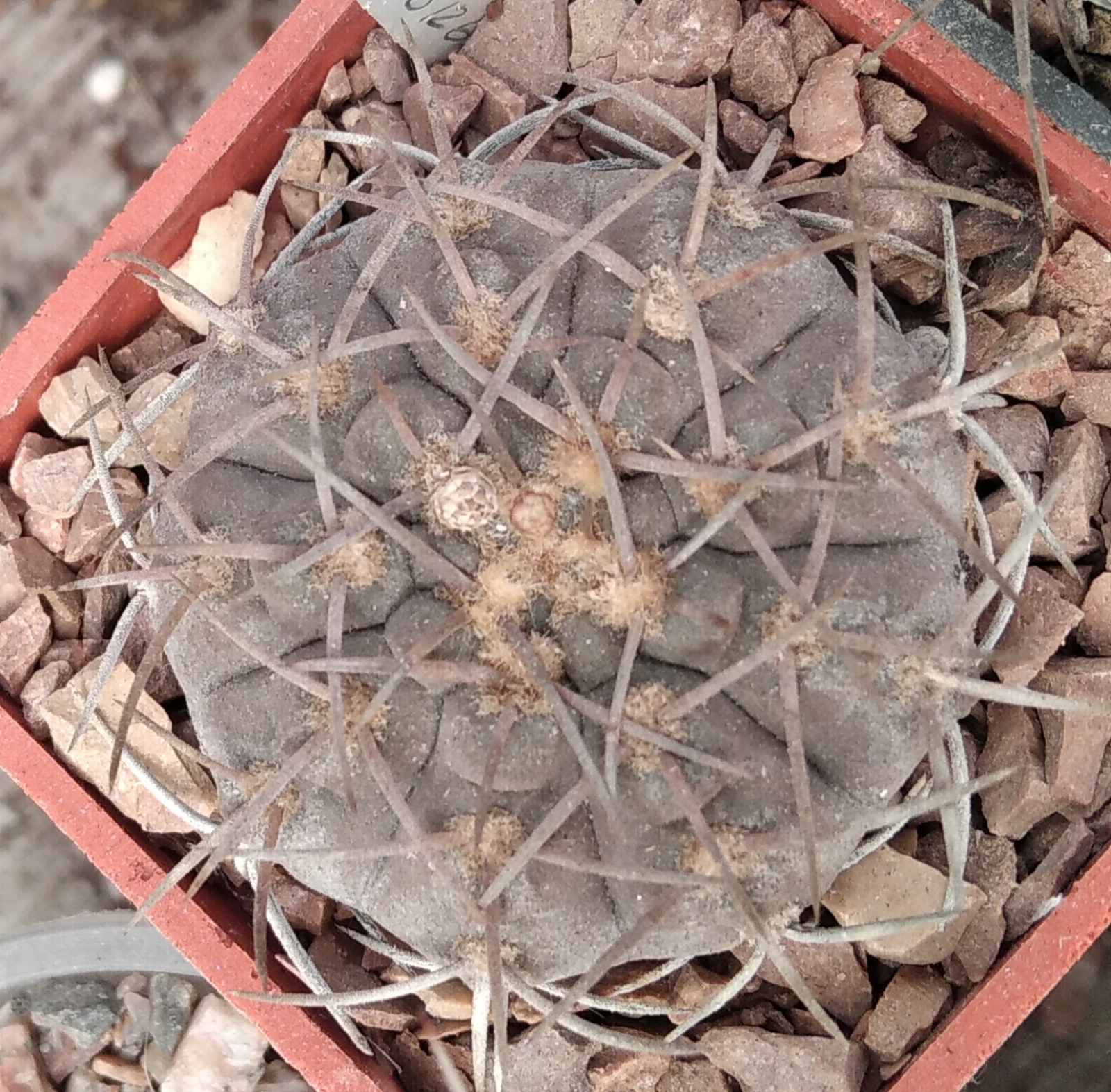 Gymnocalycium riojense v. pipanacoense LB1265