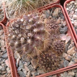 Neoporteria subgibbosa v. castaneoides -MG- cube-6cm-