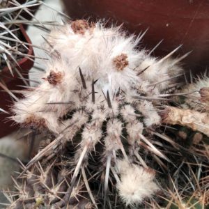 Islaya krainziana v. longispina КК1078 -4cm- MG -hard culture-
