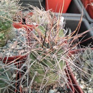 Lobivia ferox v. Tupiza -cube-7cm-