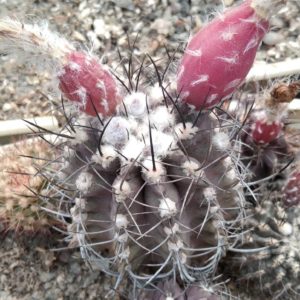 Neochilenia jusiei FR252A -MG-  біля 6-7см-