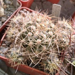 Pyrrhocactus aspillagae ssp. maechleri WM348 - Piltz-