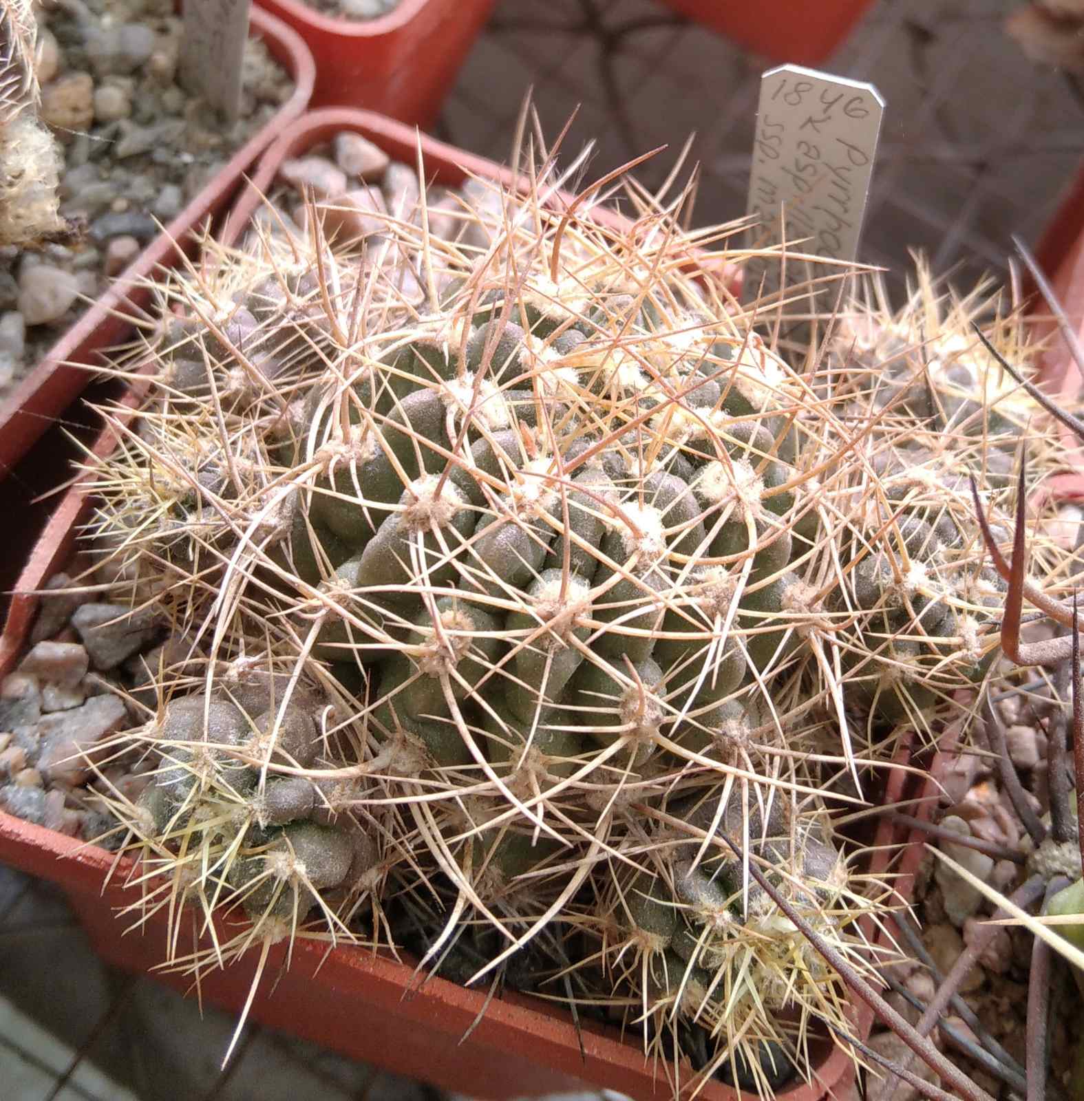 Pyrrhocactus aspillagae ssp. maechleri WM348 - Piltz-