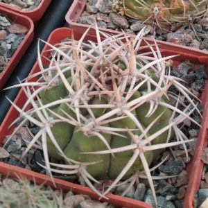 Gymnocalycium  ferocior -cube-7cm-