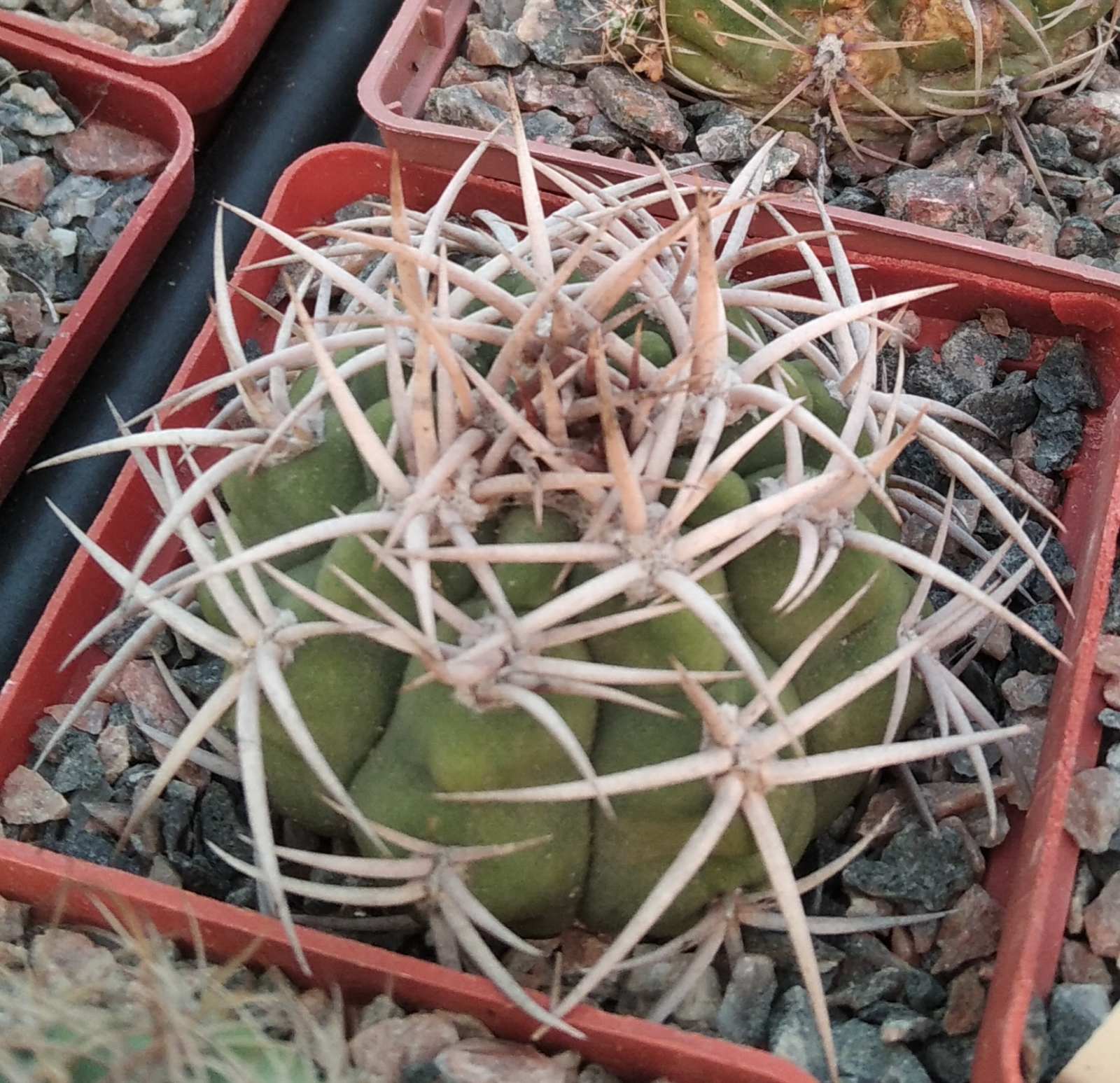 Gymnocalycium  ferocior -cube-7cm-