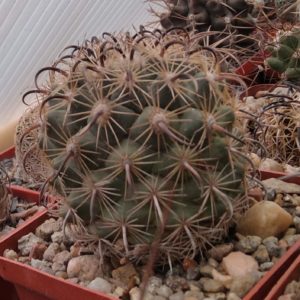 Coryphantha tripugionacantha -cube-9cm-