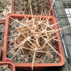 Gymnocalycium griseo-pallidum -super spines-відбір-cube-7cm-