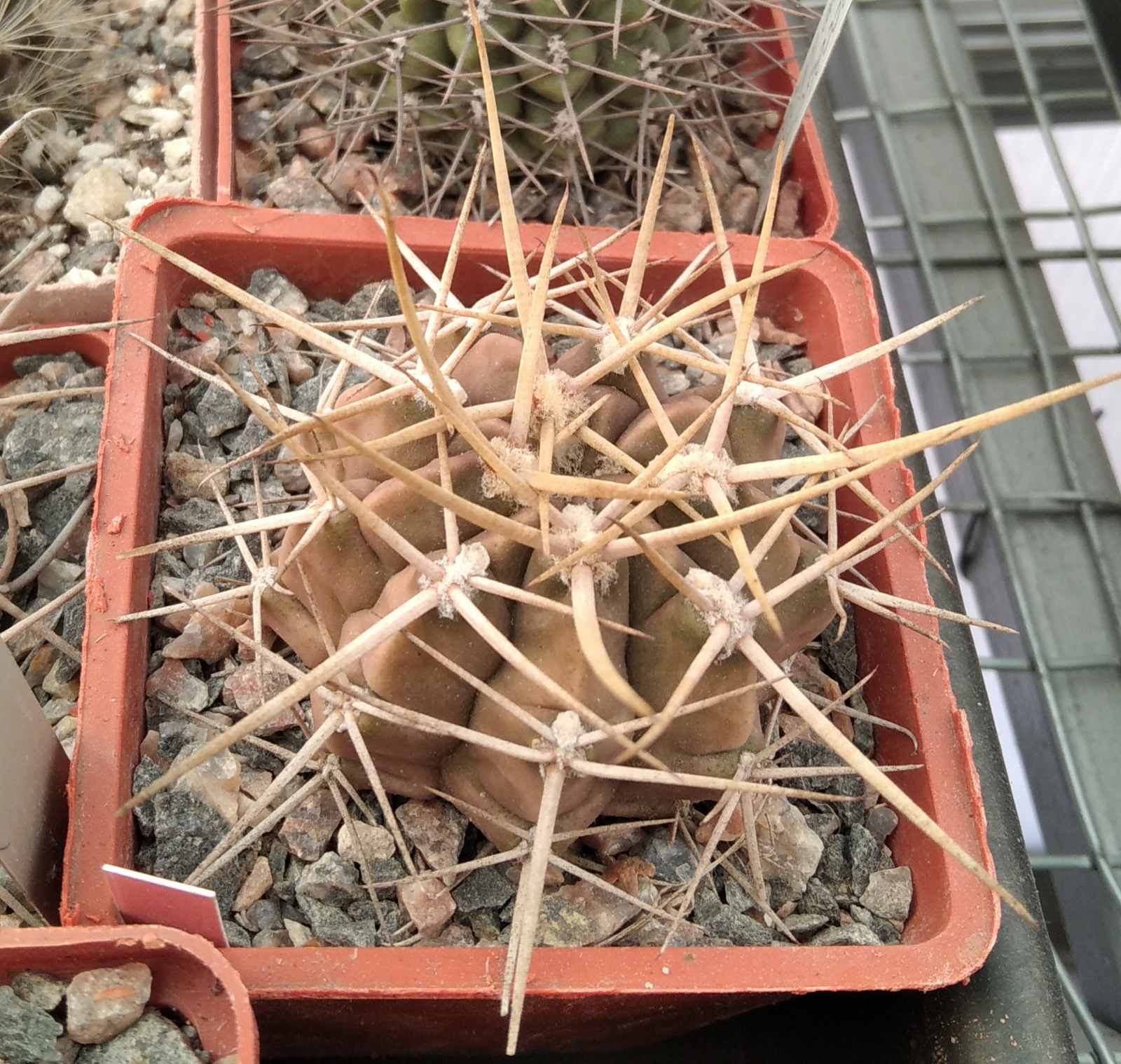 Gymnocalycium griseo-pallidum -super spines-відбір-cube-7cm-