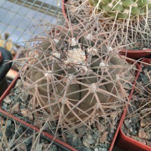 Gymnocalycium  spegazzinii -cube-9cm-