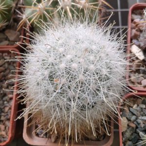 Mammillopsis senilis -MG- cube-5cm-