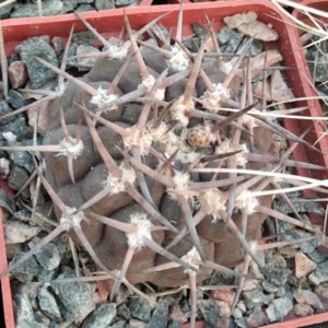 Gymnocalycium piltziorum P18 -cube-6cm-