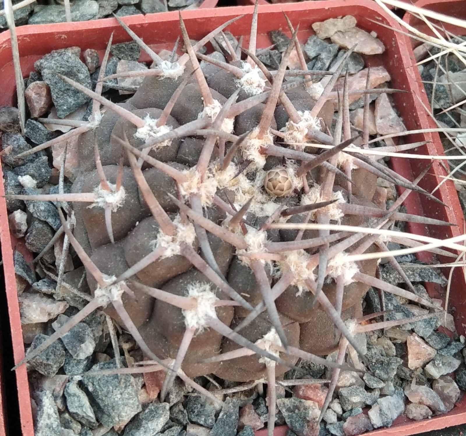 Gymnocalycium piltziorum P18 -cube-6cm-