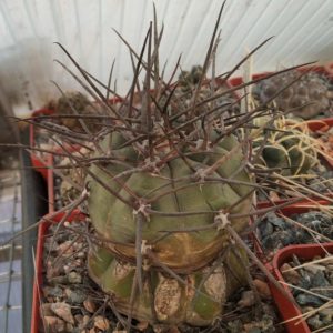 Gymnocalycium armatum -Paichu- cube-8cm-