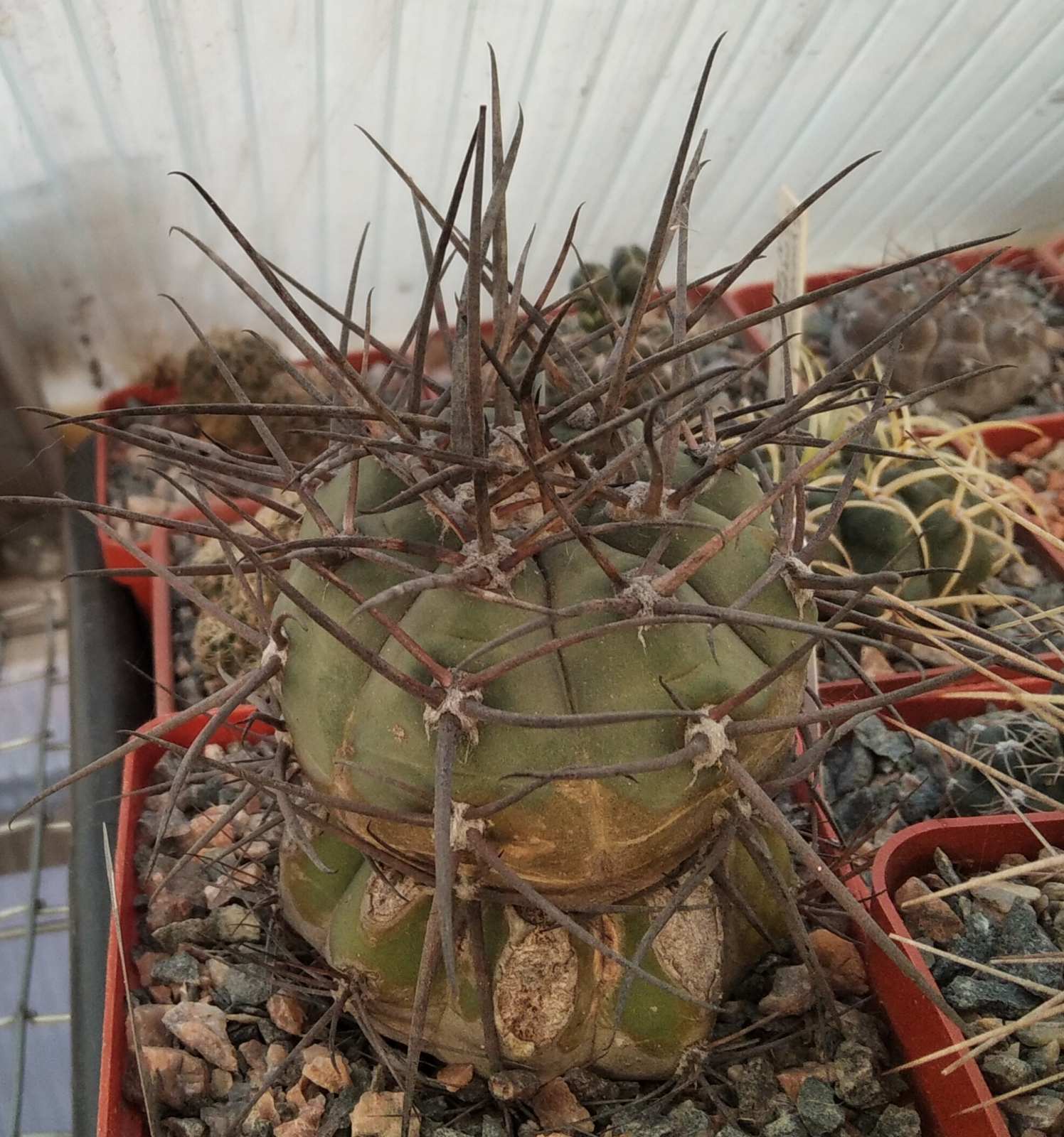Gymnocalycium armatum -Paichu- cube-8cm-