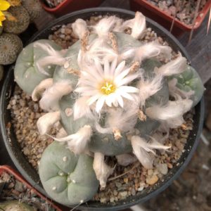 Lophophora diffusa -Koehres- горщик-12см-