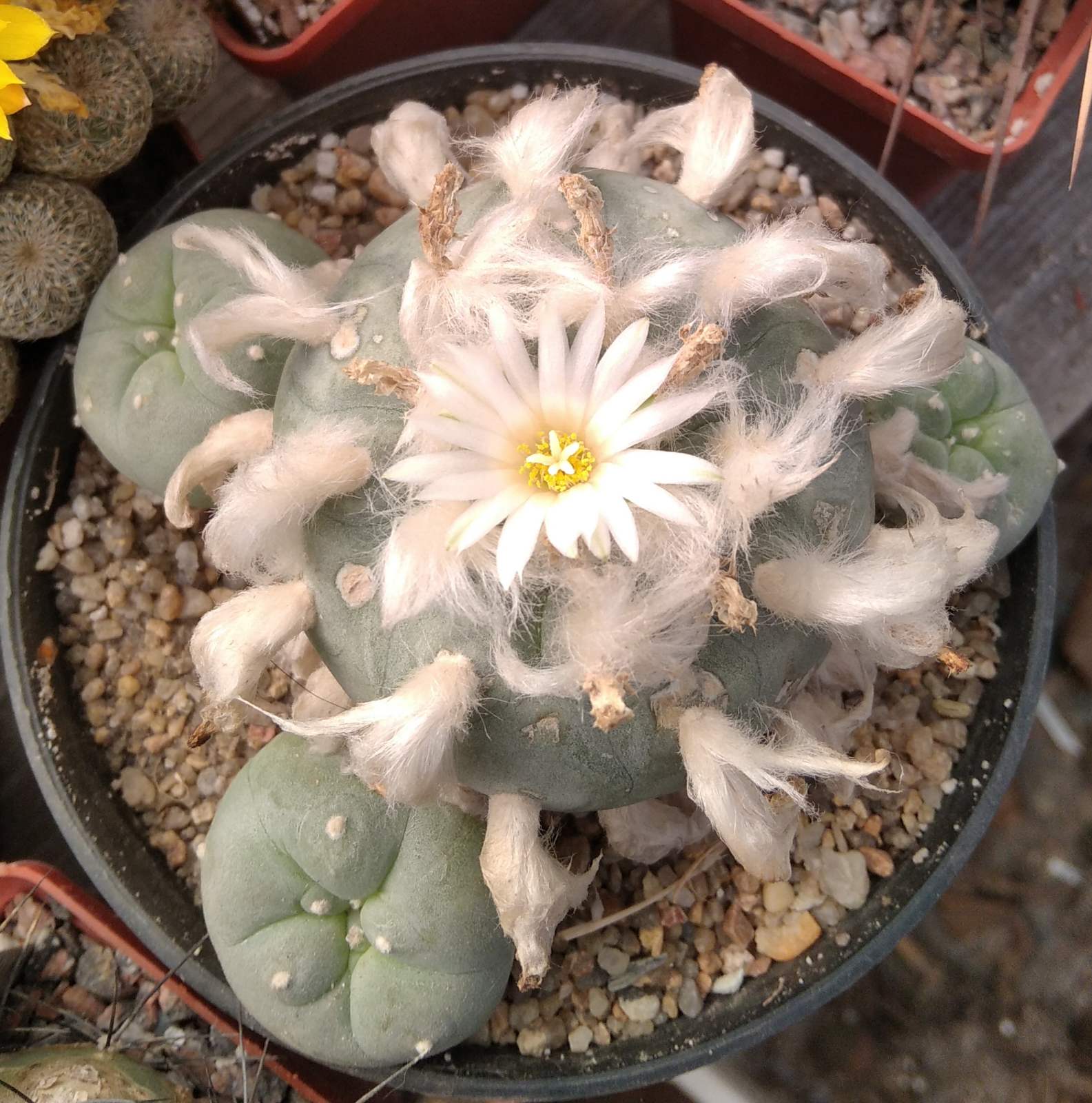 Lophophora diffusa -Koehres- горщик-12см-