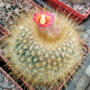 Parodia chryzacantion v. rubriflora -cube-7cm-