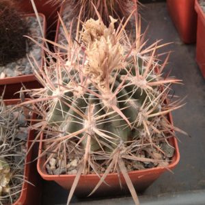 Ferocactus fordii -MG- cube-8cm-