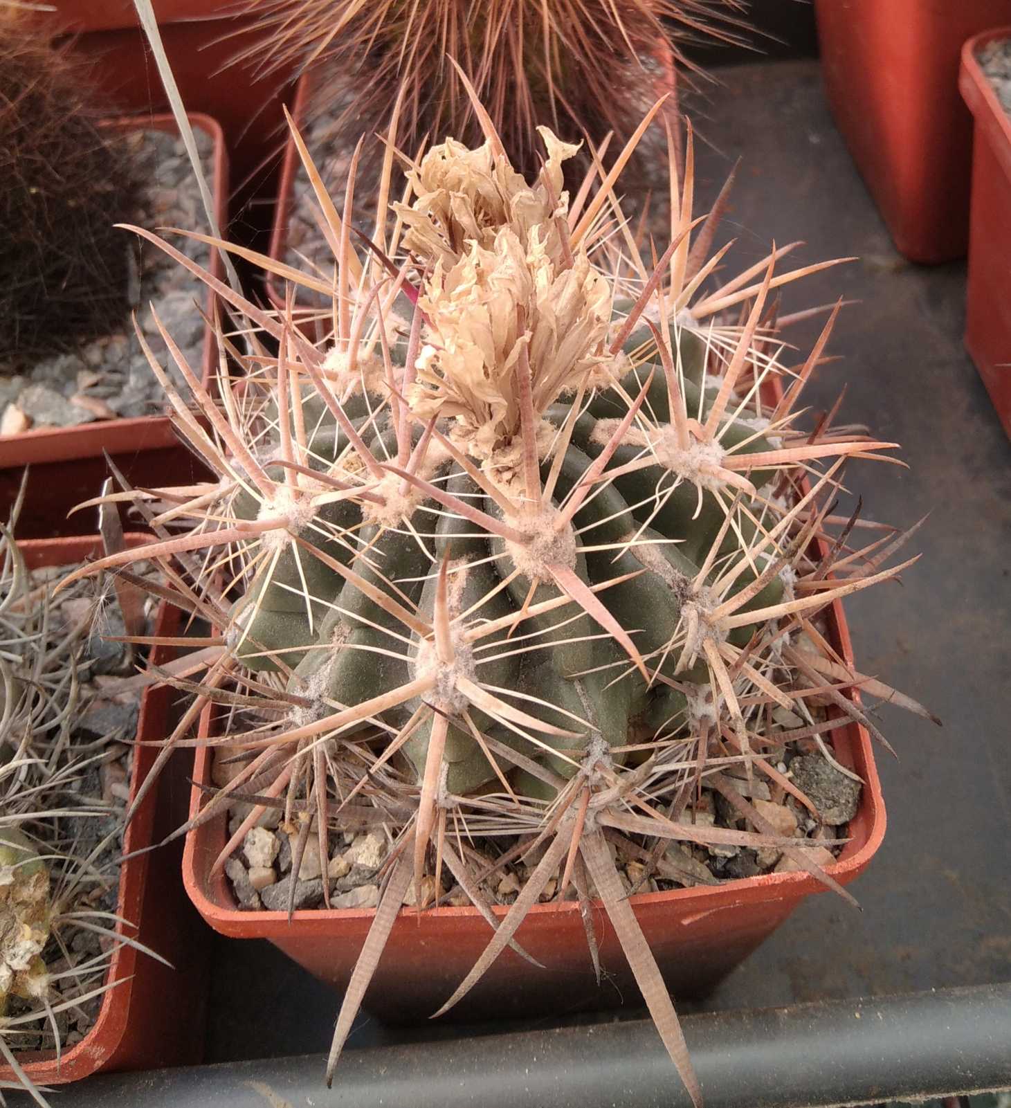 Ferocactus fordii -MG- cube-8cm-