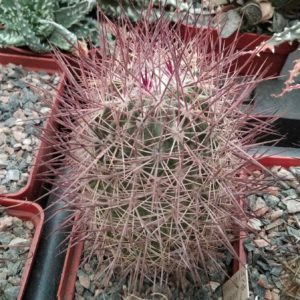 Echinomastus jonsonii v. lutescens -Dh- cube-7cm- rare-