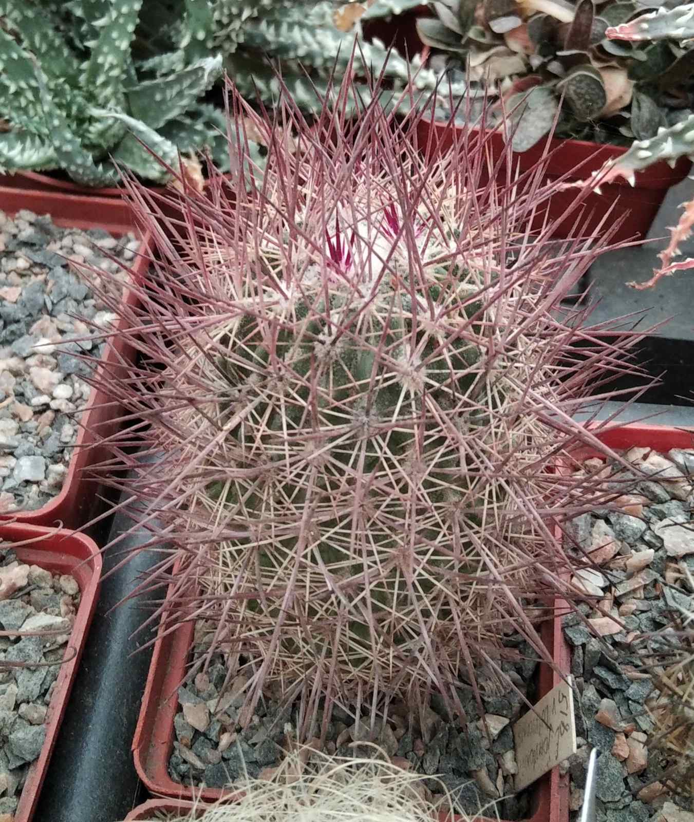 Echinomastus jonsonii v. lutescens -Dh- cube-7cm- rare-