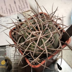 Gymnocalycium spegazzinii  LF56 -cube-5cm-