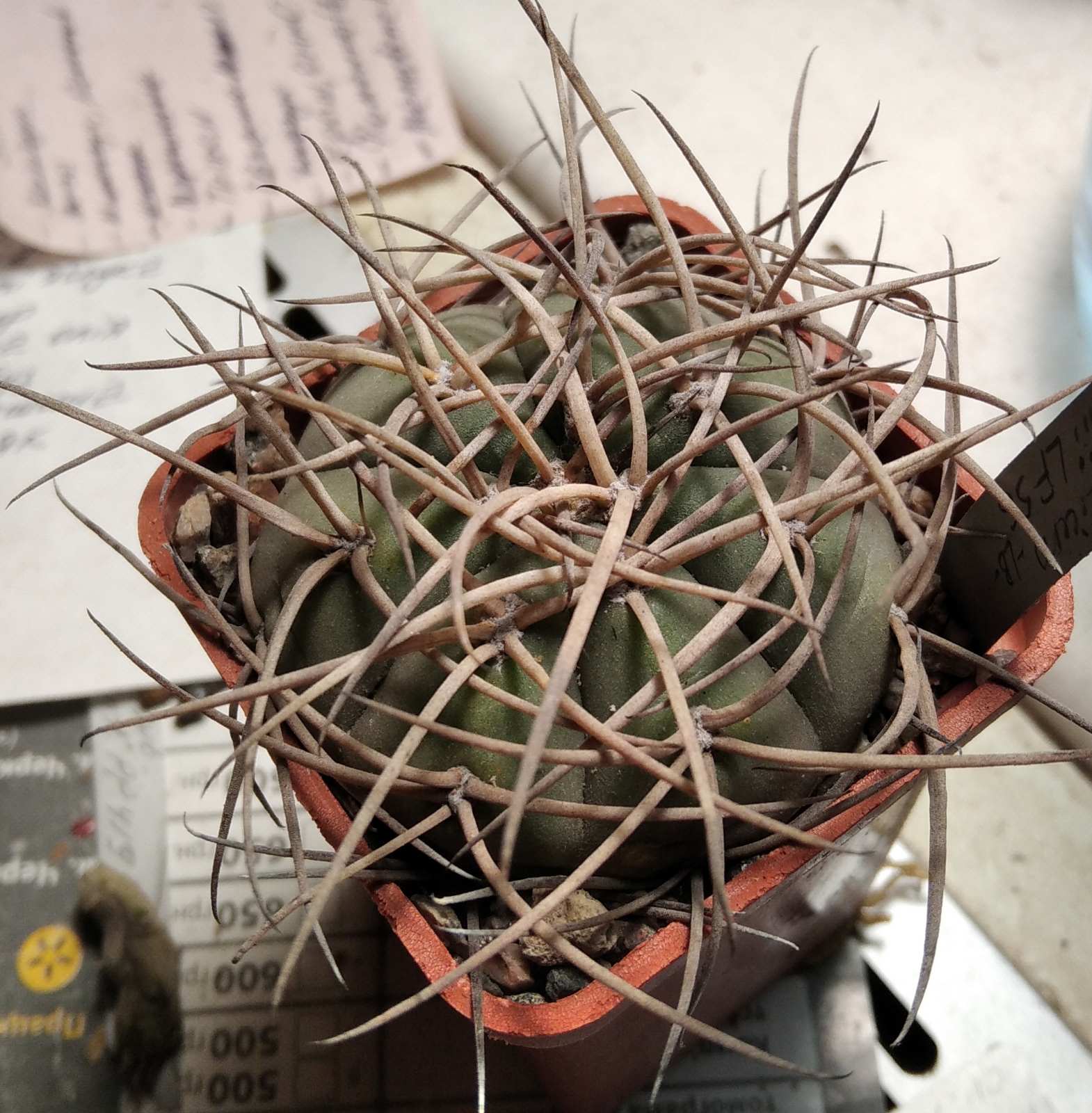 Gymnocalycium spegazzinii  LF56 -cube-5cm-
