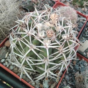 Gymnocalycium ferocior -cube-9cm-  відбір-