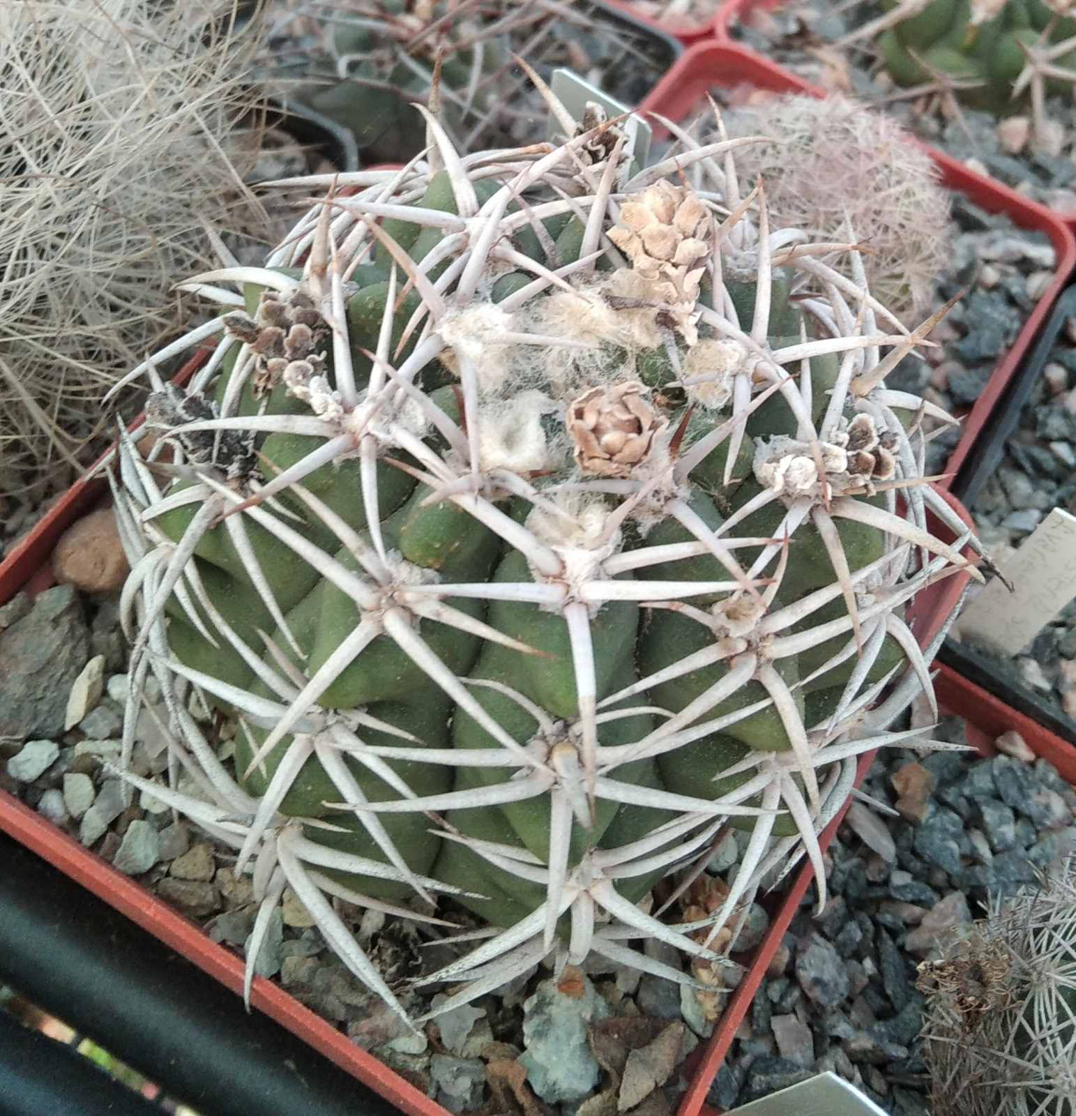 Gymnocalycium ferocior -cube-9cm-  відбір-