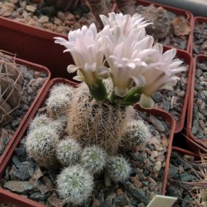 Gumnocalycium  bruchii v. albispinum -cube-7cm-