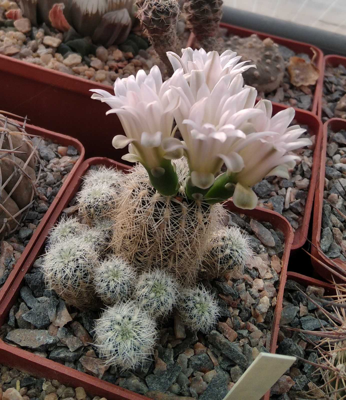Gumnocalycium  bruchii v. albispinum -cube-7cm-