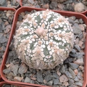 Astrophytum asterias cv."Supercabuto"-cube-7cm-