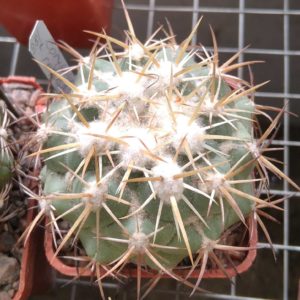 Coryphantha retusa -MG- cube-5cm-