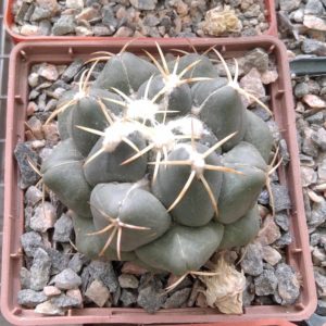 Coryphantha elephantidens -cube-7cm- red flovers-