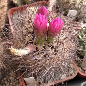 Neoporteria nidus f. senilis -MG-cube-5cm-