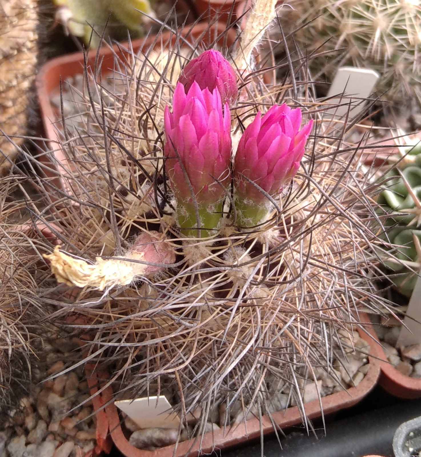 Neoporteria nidus f. senilis -MG-cube-5cm-