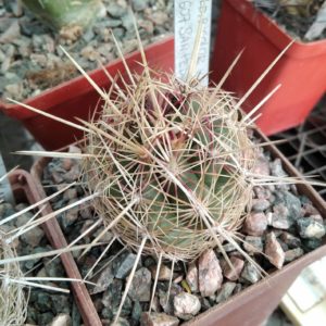 Thelocactus bicolor v. bollaensis SB607 -San Pedro- cube-7cm-