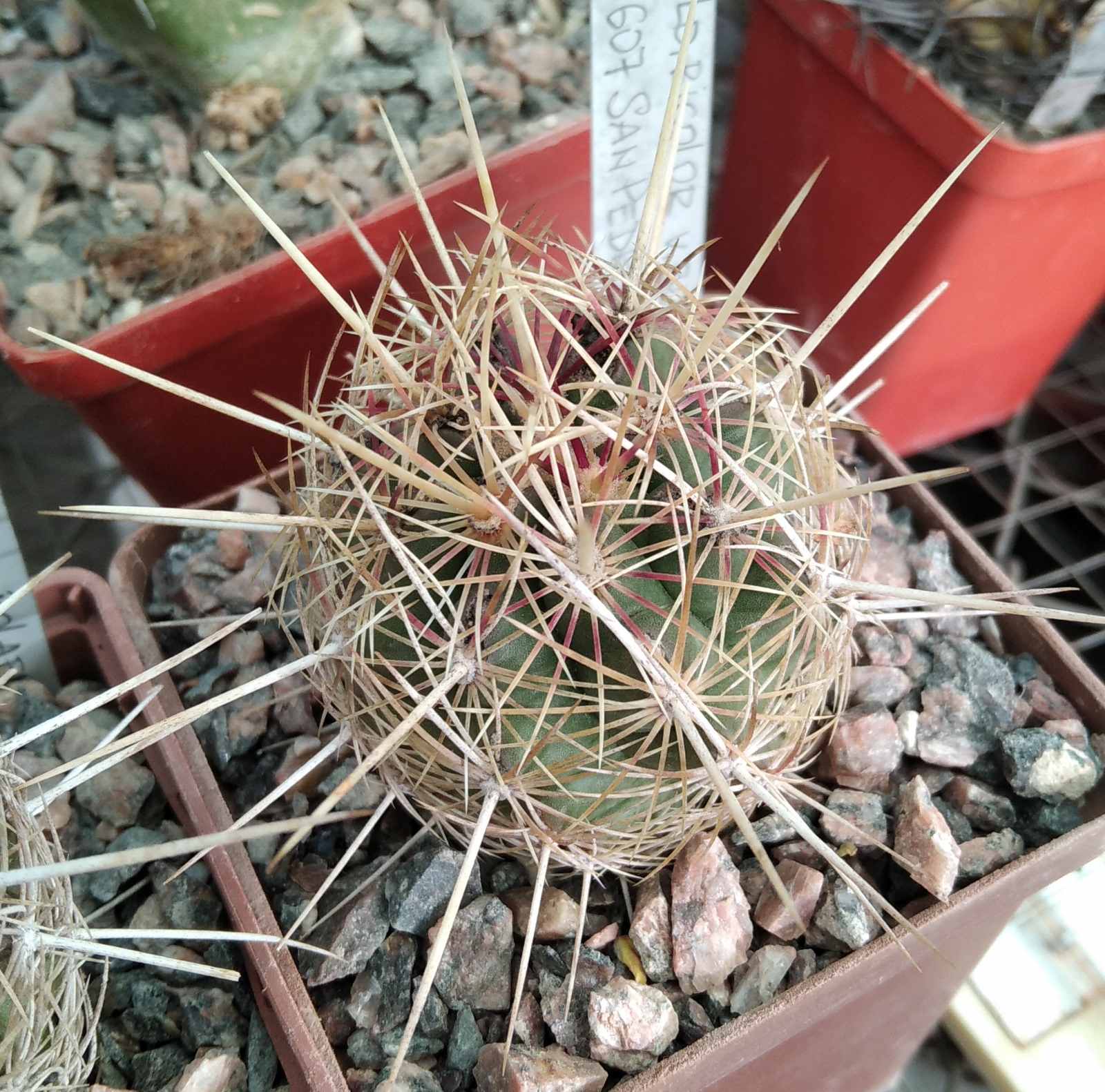 Thelocactus bicolor v. bollaensis SB607 -San Pedro- cube-7cm-
